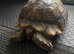 Sulcata tortoise male 6 year old