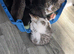 Two male tabbies