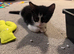 Male kitten.