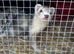 Female ferret kit