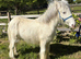 9 months exceptional blagdon  colt show ring quality