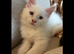 2 Maine coon kittens 8.5 weeks old