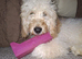 GORGEOUS COCKAPOO PUPPY MALE