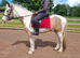 14.2hh 3 year old Cob X
