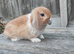 Minilop bunnies and Adult Female