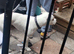 American bully cross staff