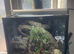 Lilleywhite crested gecko