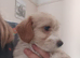 2 Cockapoo x Jack Russell Girls left