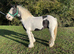 RUBY 5 rising 6 cob mare