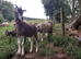 Toggenburg Goat Doelings - Father Pedigree.