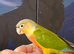 Hand reared tame pineapple gcc (7)