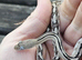 Baby Trans-Pecos Rat Snake For Sale
