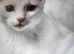 Beautiful 12 week old white male kitten