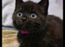 Bsh