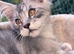 Gorgeous Maine Coon male cat looking for a loving home