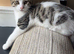 1 male kitten
