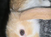 REDUCED Purebred french lops