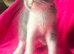 4 Males kittens