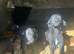 Beddy x whippet pups