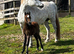 Welsh A Colt Foal Born March 2026