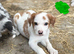 Gorgeous puppies