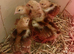 4 Rhode Island Red Chicks