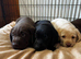 Labrador puppies