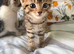 4 kittens