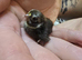 Chinese Painted (Button) Quail chicks