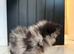 Lilac Merle Tiny Pomerianian’s