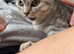 British shorthair 10-Month-Old Male Cat