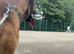 19 month old boerboel cross