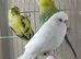 Budgies in London