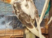 Pied and normal babies ready this weekend