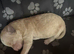 Stunning Poochon F2 puppies for sale