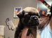 Pug cross