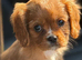 KC REG RUBY CKC Cavalier King Charles