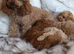 KC registered Toy Poodle puppies ready now