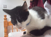 Beautiful girl called Delilah for new home