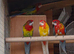 Rosella