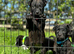 Playful Patterdale puppy’s