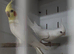 Breeding pair of cockatiels