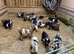 Pygmy goats nanny’s and a couple Billy’s