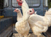 Poulet de Bresse breeding Trio