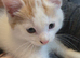 Kitten looking for new home