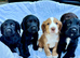 Cocker spaniel puppies