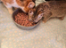 Kittens for sale