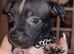 Staffordshire bull terrior puppys