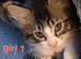 Beautiful kittens for sale looking for foreverr loving homes
