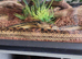 Bull snake and tank